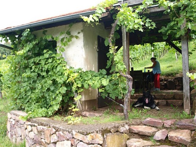 Wandern und Weintrinken August 2011